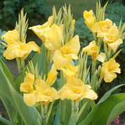 Canna 'Amarillo'